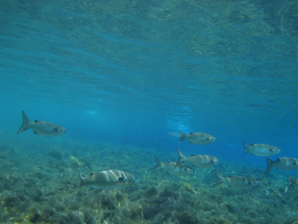 Striped bass.